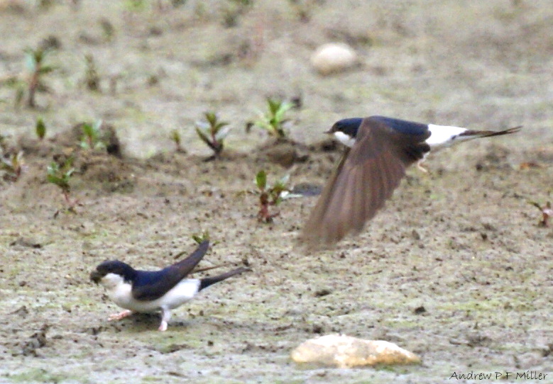 House Martin