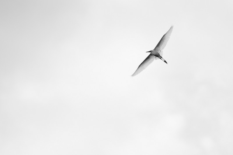 Little Egret