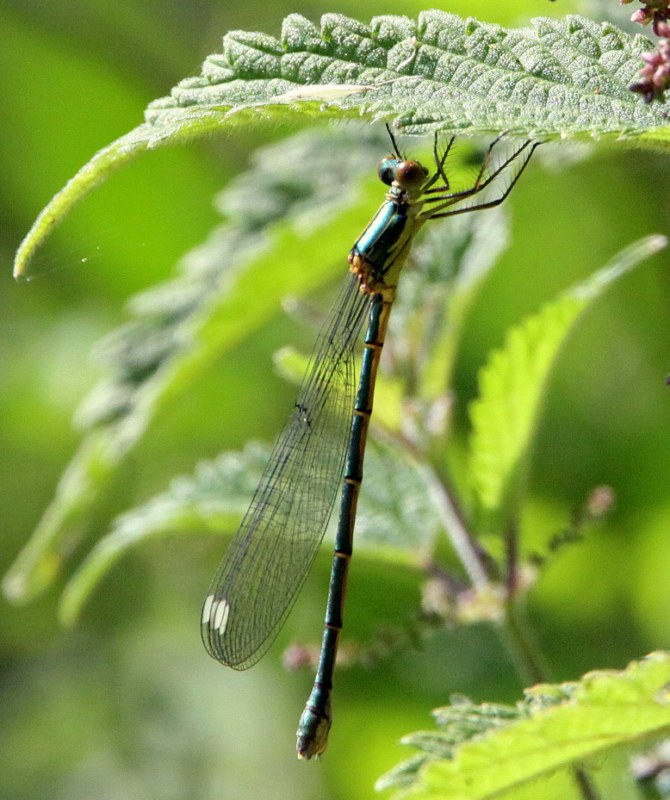 Willow Emerald Damselfly
