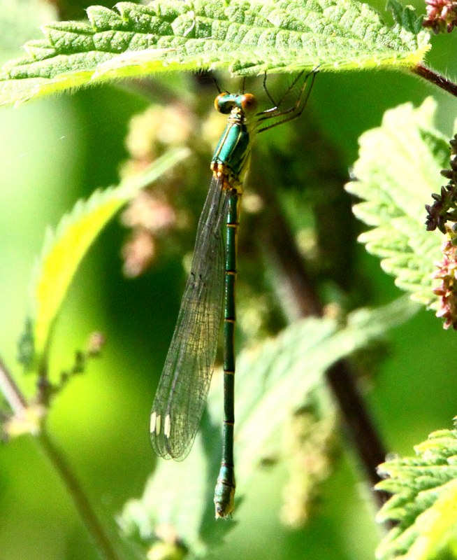 Willow Emerald Damselfly