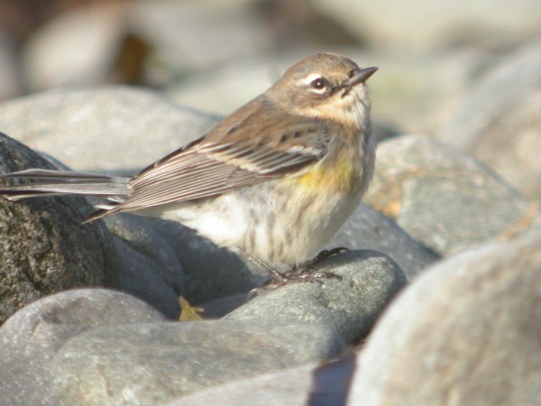 Myrtle Warbler