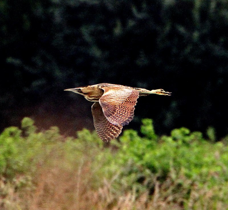 Bittern
