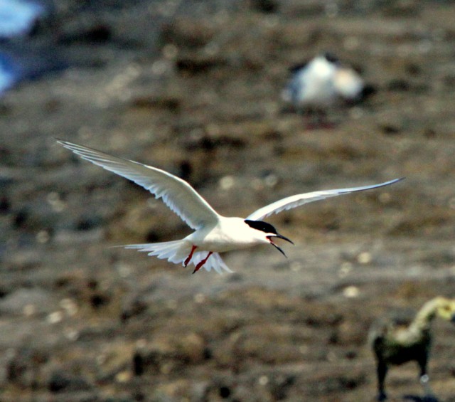Roseate Tern