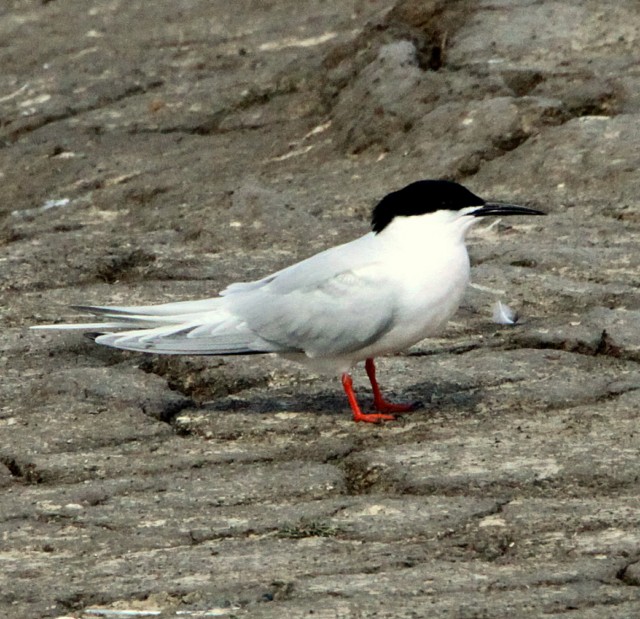 Roseate Tern