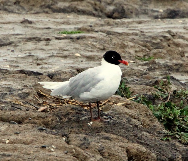Mediterranean Gull