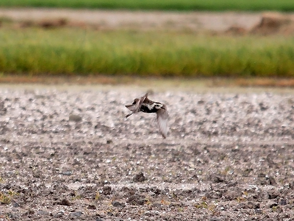 Pacific Golden Plover