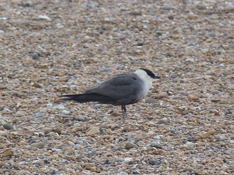 Long-tailed Skua