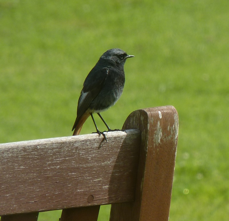 Black Redstart