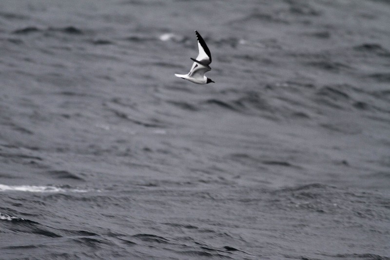Sabine's Gull