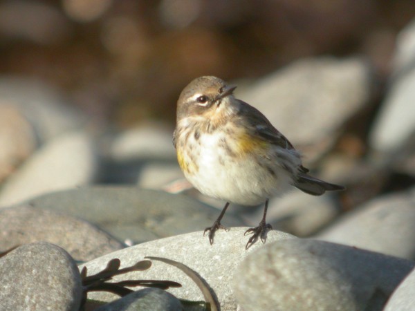 Myrtle Warbler