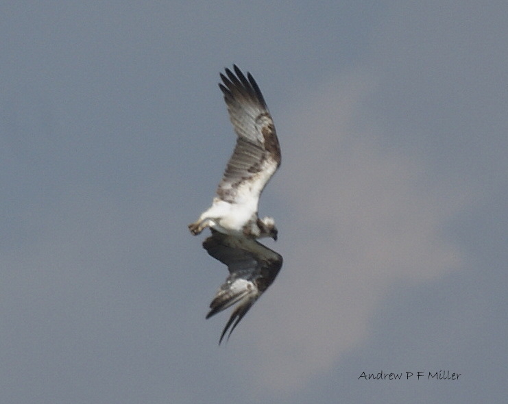 Osprey
