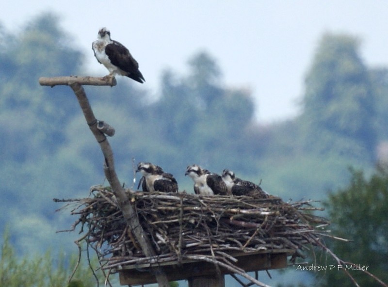 Osprey