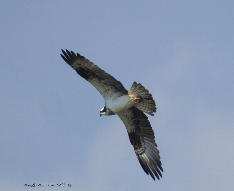 Osprey