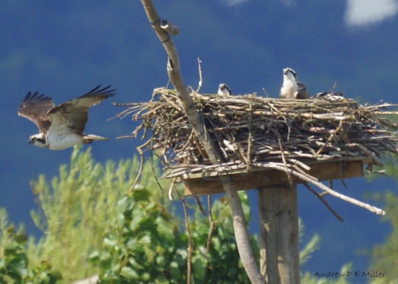 Osprey
