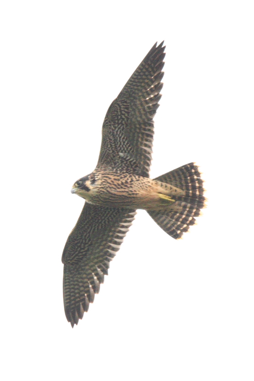 Peregrine