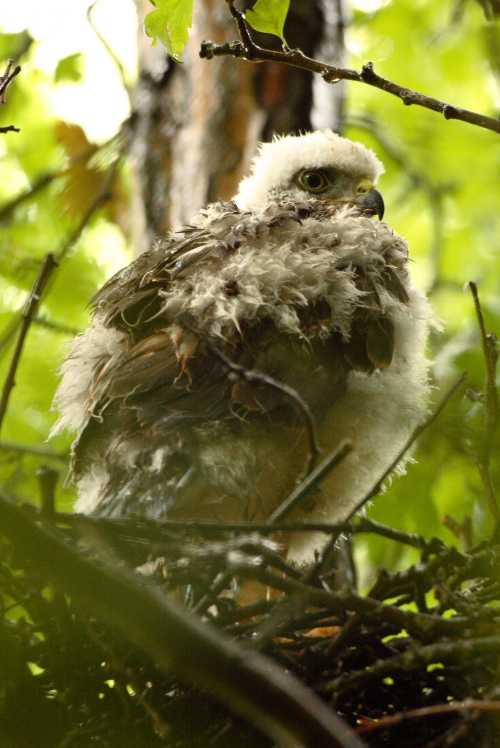 Sparrowhawk