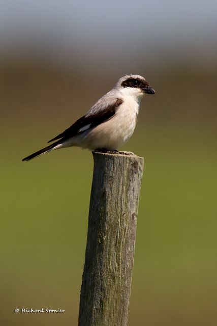 Lesser Grey Shrike