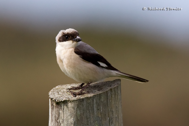Lesser Grey Shrike