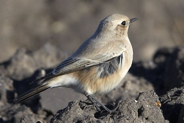 Desert Wheatear