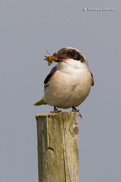 Lesser Grey Shrike