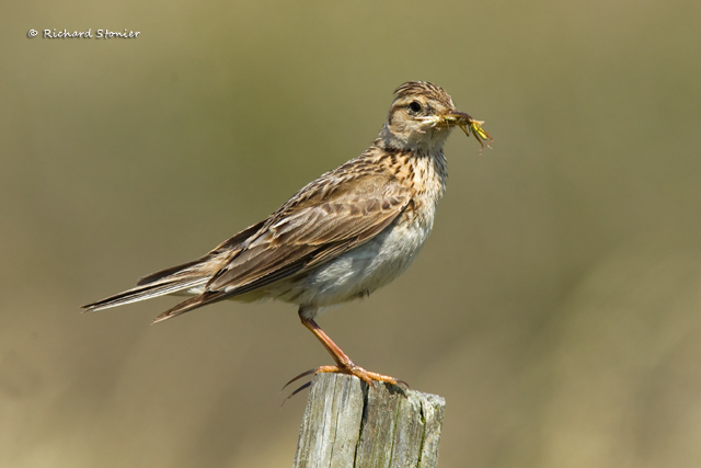 Skylark