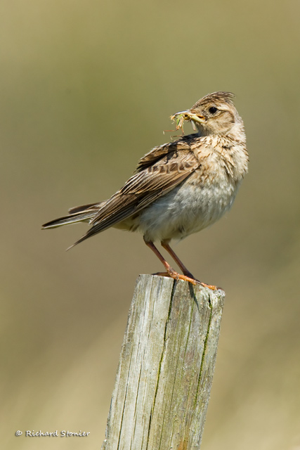 Skylark