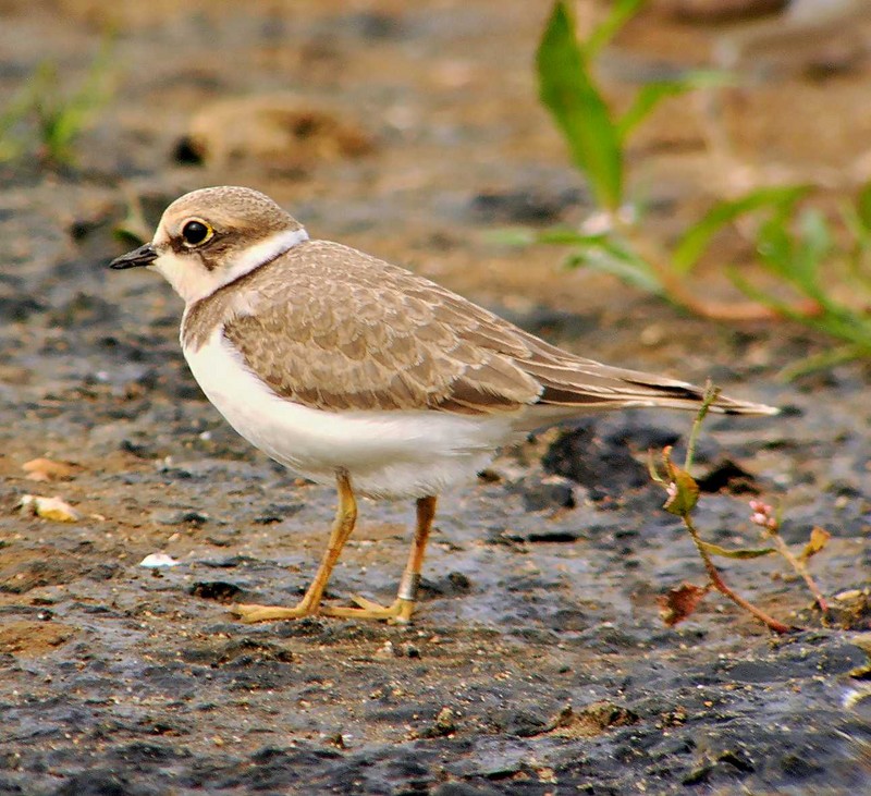 Little Ringed Plover