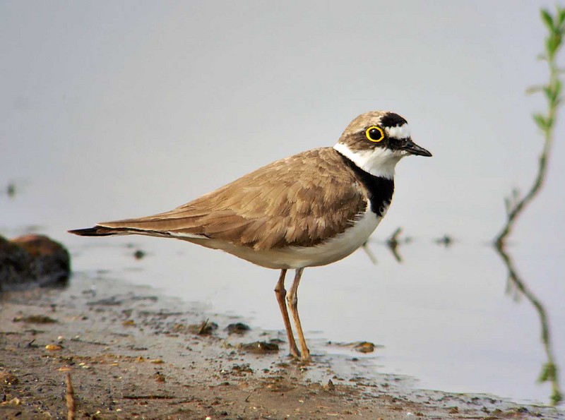 Little Ringed Plover
