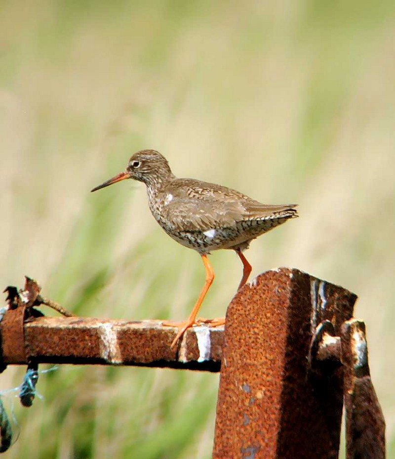Redshank