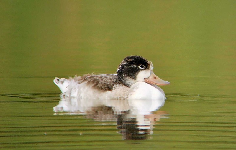 Shelduck