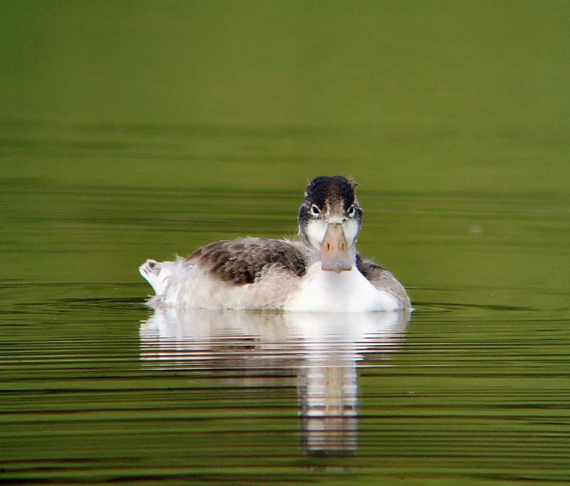 Shelduck