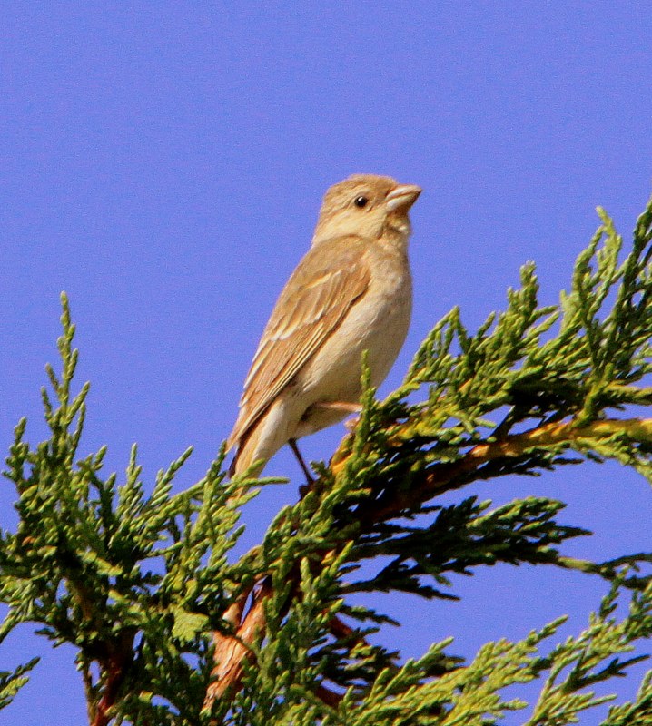 Common Rosefinch