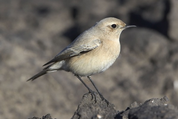 Desert Wheatear