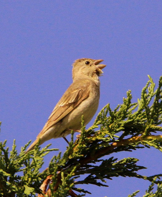 Common Rosefinch