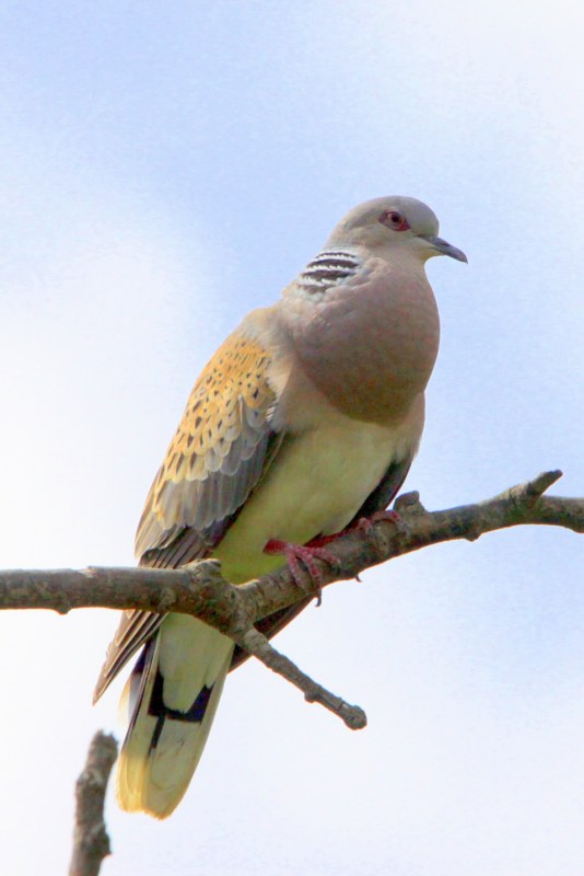 Turtle Dove