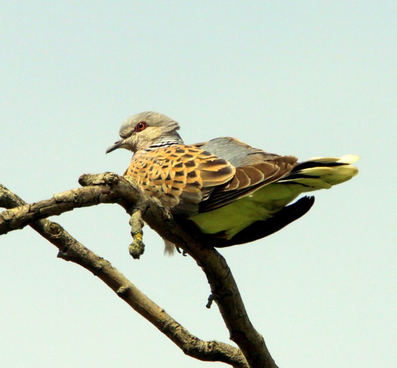 Turtle Dove