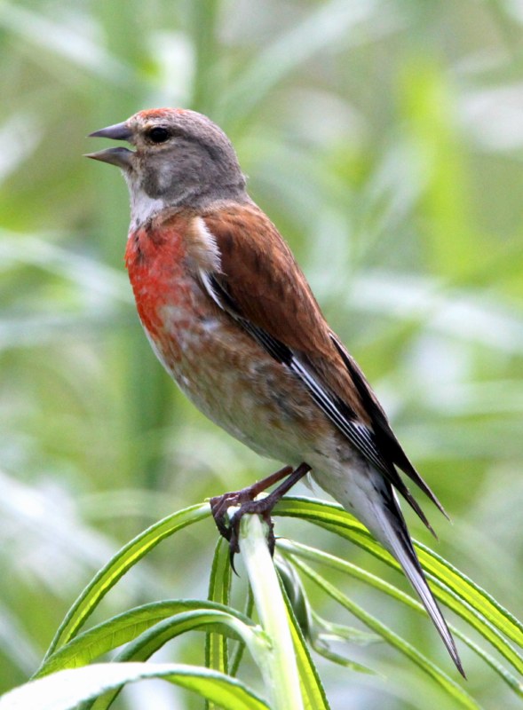 Linnet