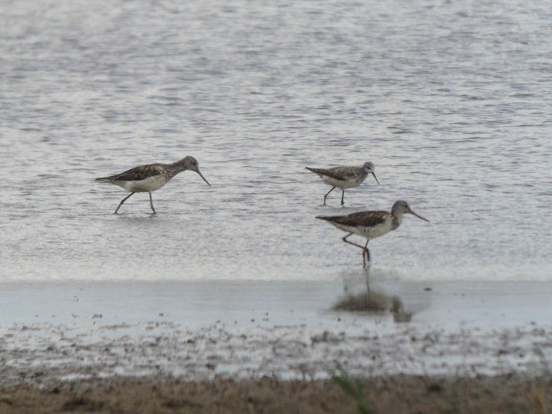 Marsh Sandpiper