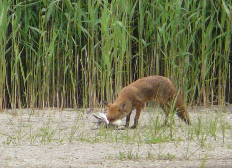 Fox with Mallard and Black-headed Gull