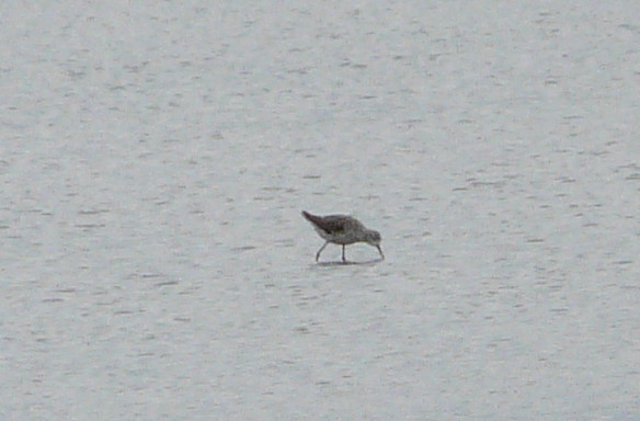Marsh Sandpiper