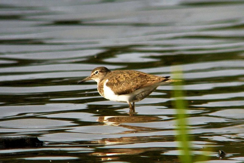 Common Sandpiper