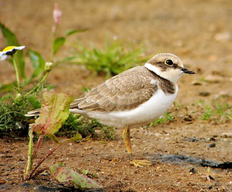 Little Ringed Plover