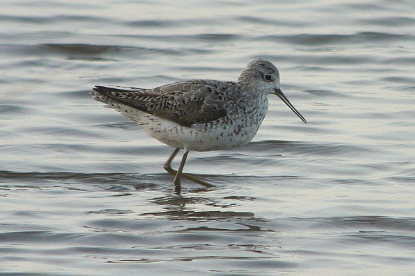 Marsh Sandpiper