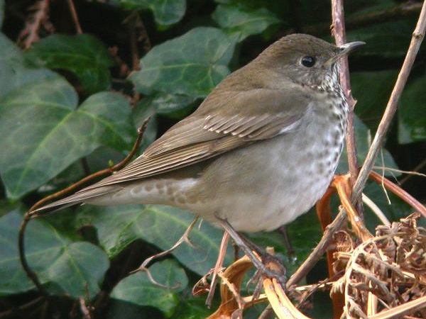 Grey-cheeked Thrush