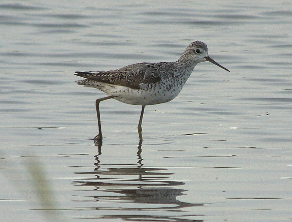 Marsh Sandpiper