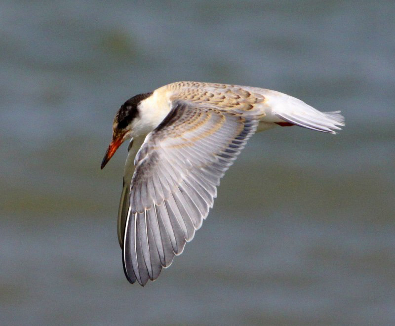 Common Tern