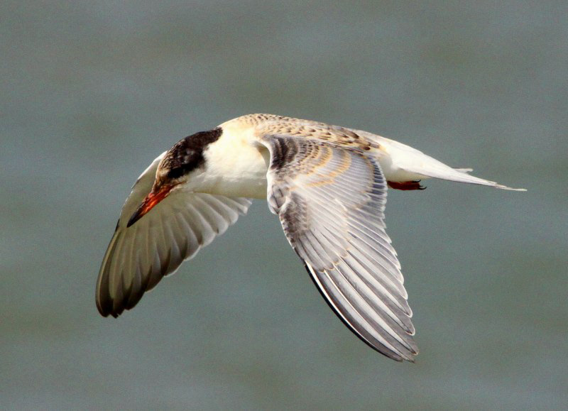 Common Tern