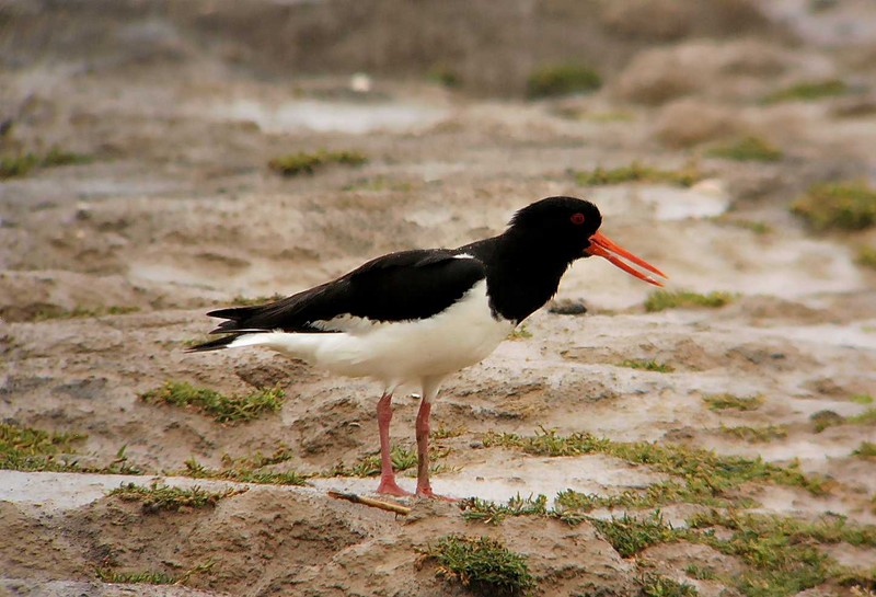 common tern