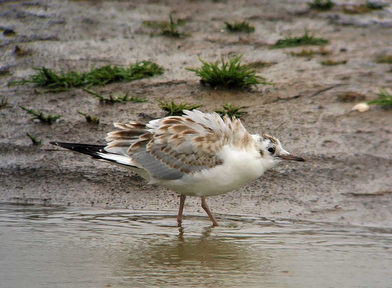 Black-headed Gull