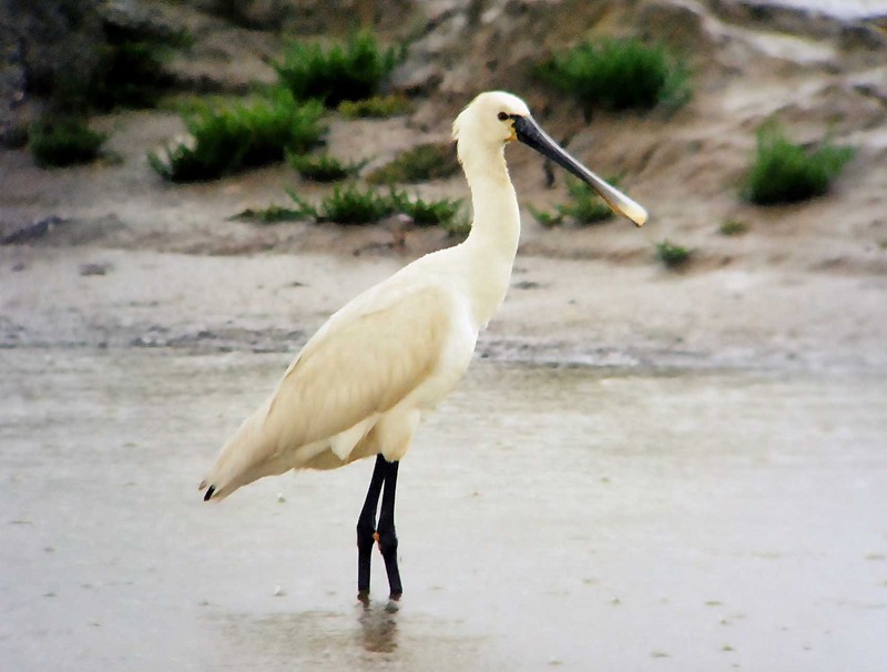 Spoonbill